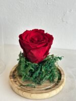 ⁦‏الوردة الدائمة⁩ - الصورة ⁦2⁩