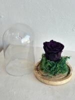 ⁦الوردة الدائمة البنفسجية⁩ - الصورة ⁦2⁩