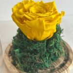 ‏الوردة الدائمة