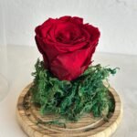 ‏الوردة الدائمة