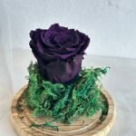 الوردة الدائمة البنفسجية