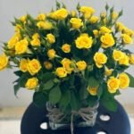 فازة البيبي روز