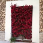 تنسيق شجره جهنميه { طلب مسبق }